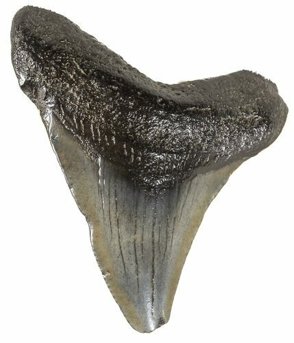 Juvenile Megalodon Tooth - South Carolina #54133